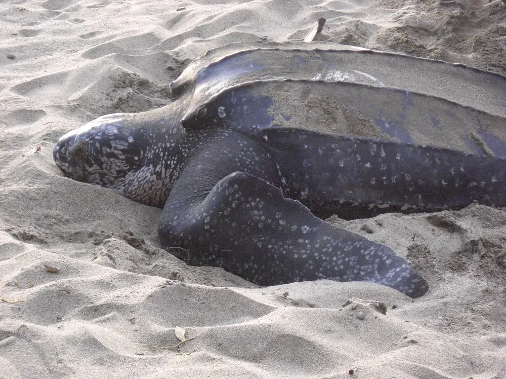 Florida: The Leatherback Capital of the Continental United States (Image Credits: Flickr)