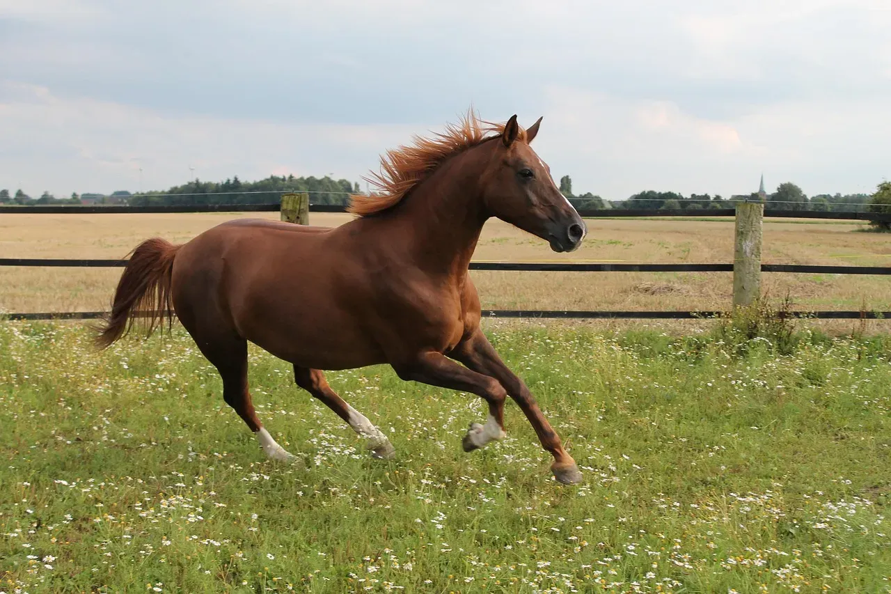 6. Reluctance to Move Forward or Sudden Gait Changes (Image Credits: Pixabay)