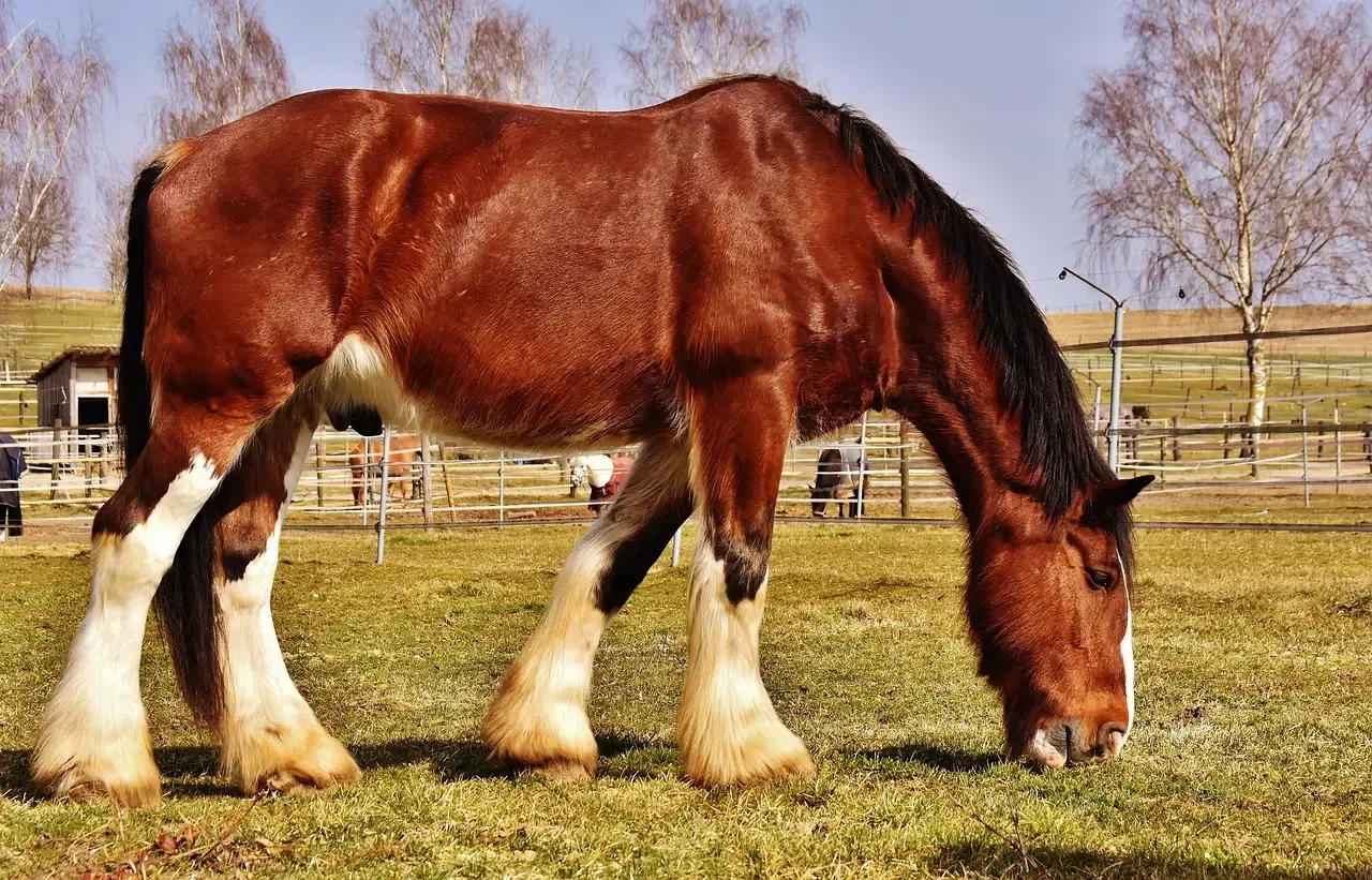 #11 – Shire: When "Low Maintenance" Is the Biggest Lie in the Barn (Image Credits: Pixabay)