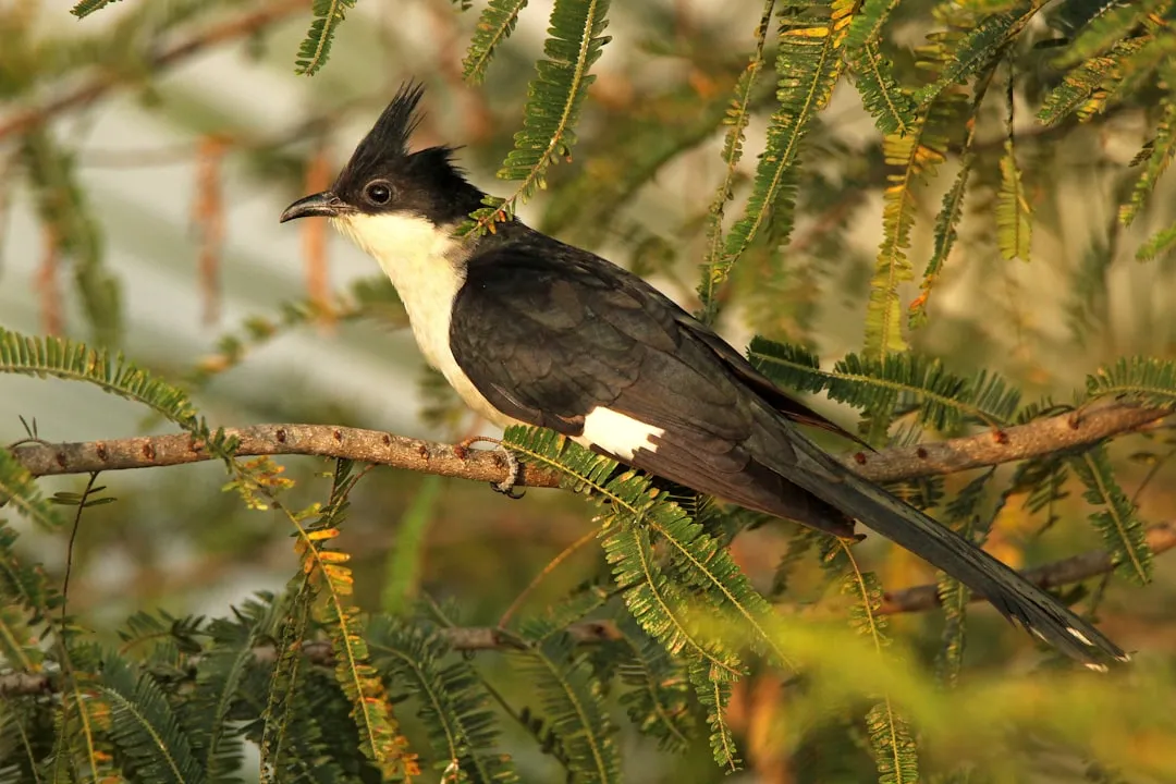#7 - Cuckoo Birds Aren't Villains, They're Losing an Arms Race (Image Credits: Unsplash)