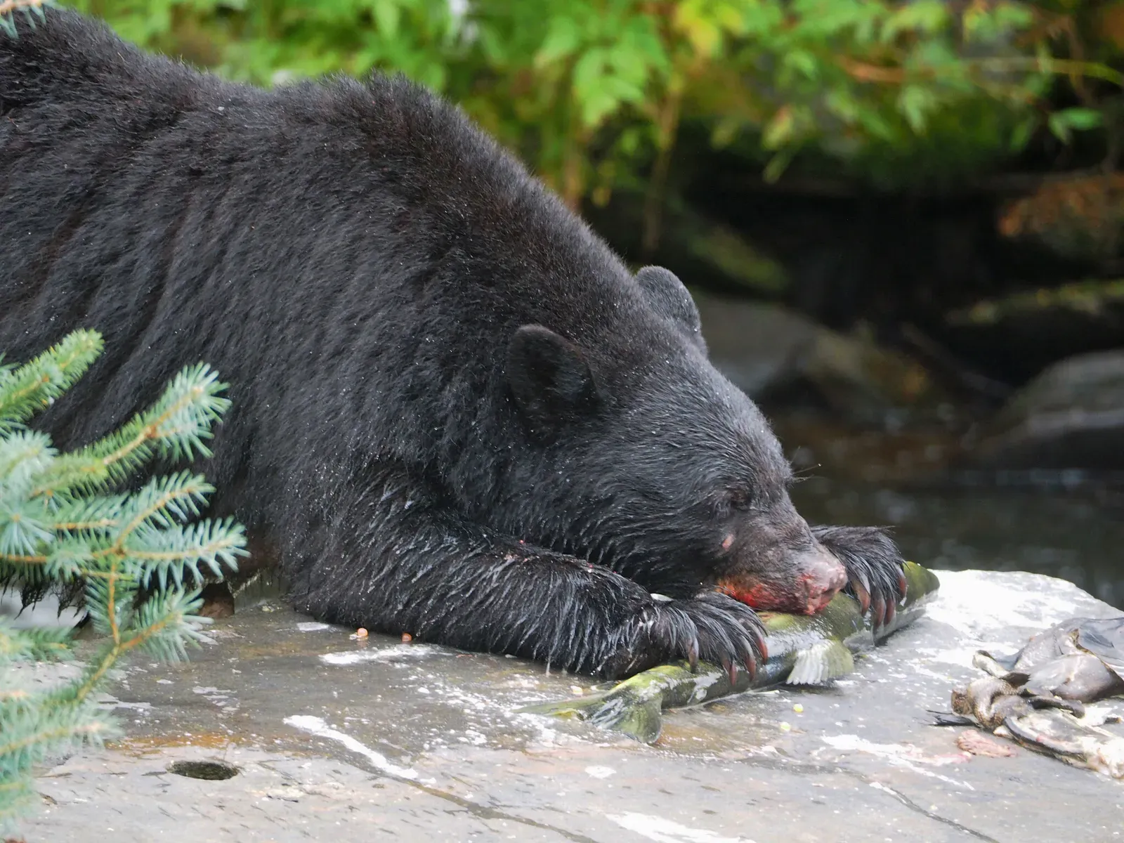 Why It All Matters: Bears as Ecosystem Engineers (Black Bear - Ursus americanus, Tongass National Forest, Alaska, CC BY 2.0)