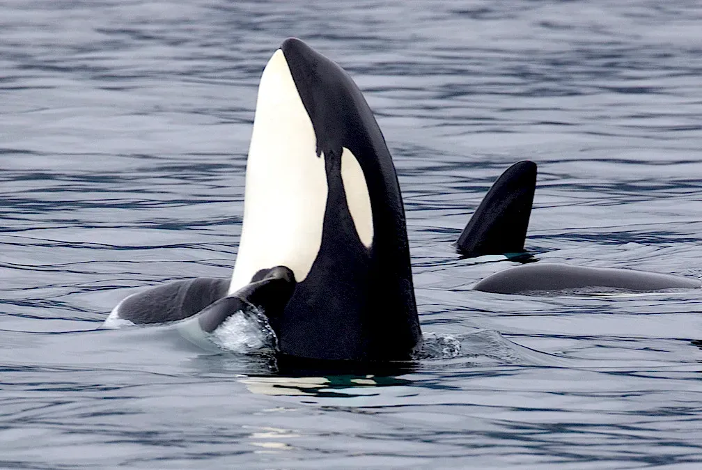 Orcas: A Family Built on Post-Reproductive Wisdom (Image Credits: Flickr)