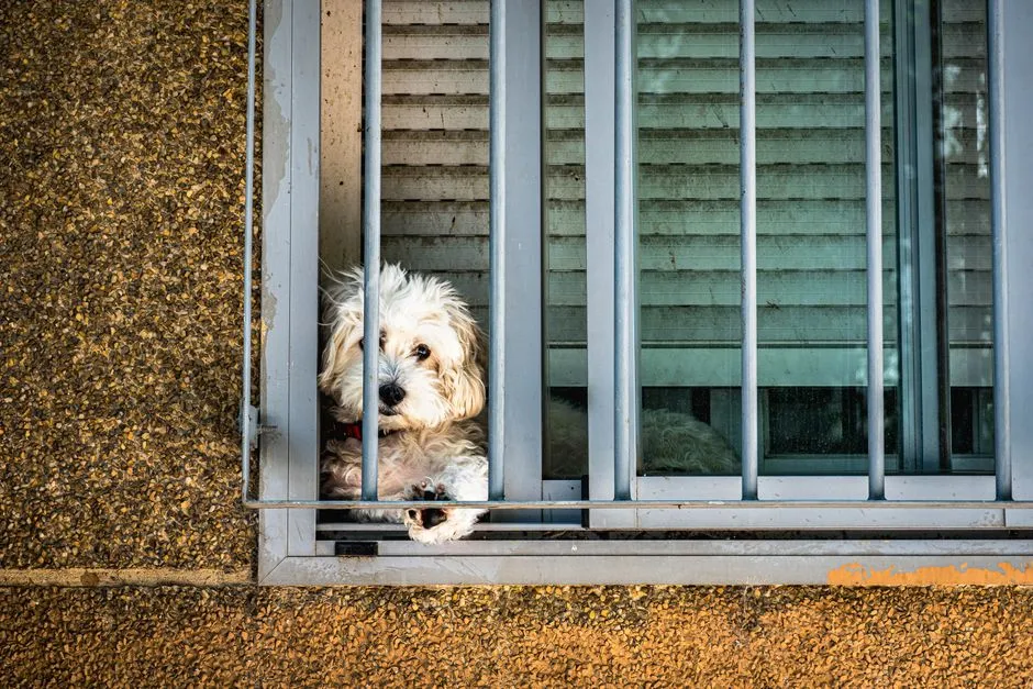 #4 - They Struggle More When You Leave (Image Credits: Pexels)