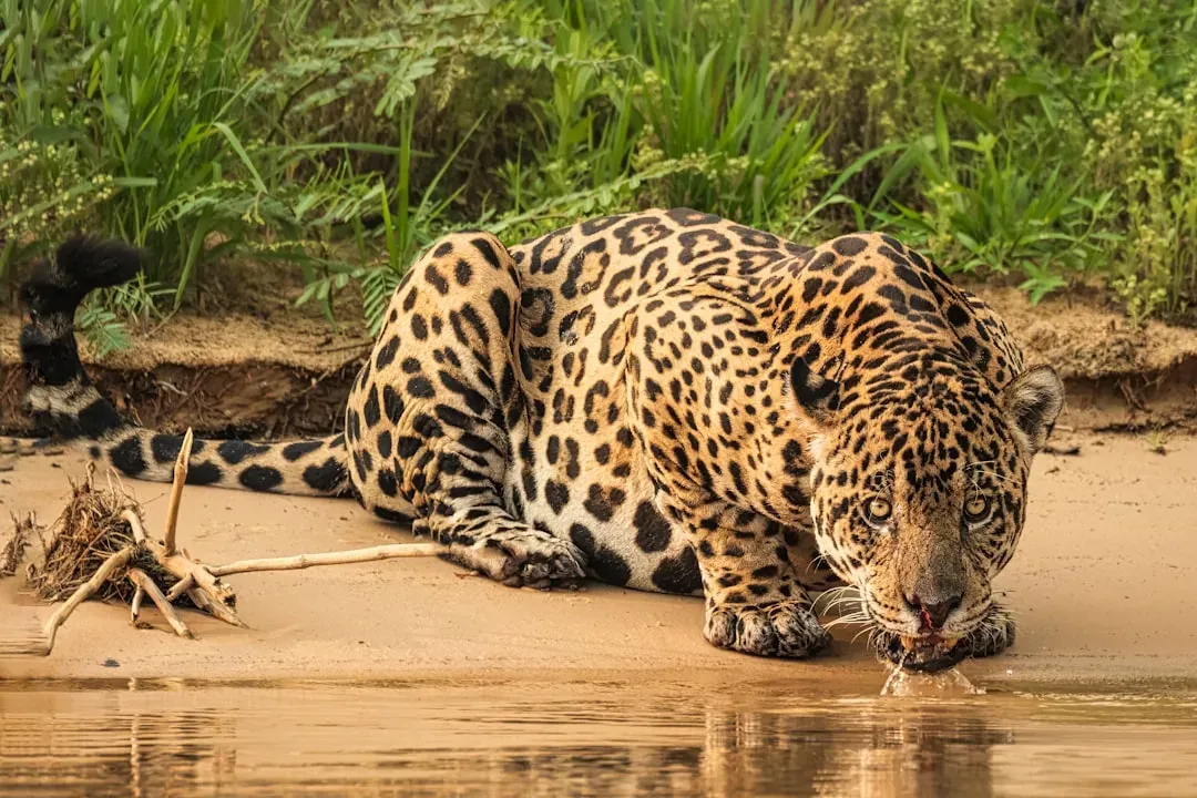 #4: Jaguar (Image Credits: Unsplash)