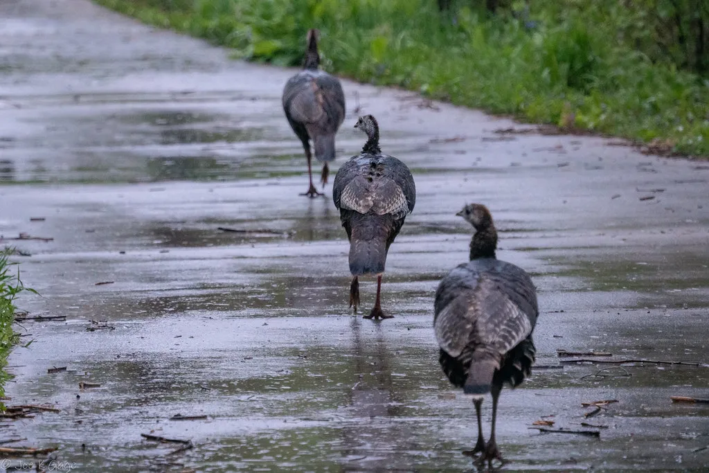 Roosting Behavior: Adjusting to Wet Weather (Joe K Gage, Flickr, CC BY-SA 2.0)