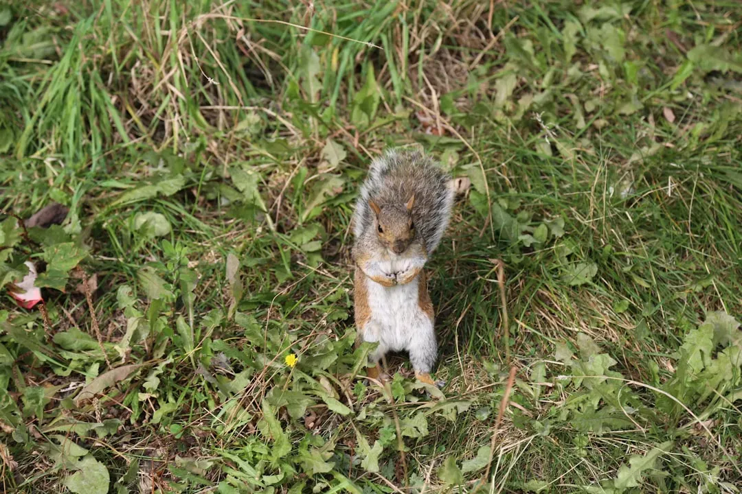 Urban Squirrels Have Learned to Read Humans Differently (Image Credits: Unsplash)