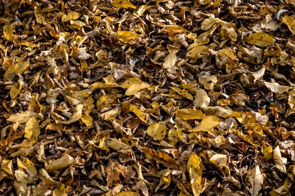 #5 Doing a Thorough Autumn Leaf Removal (Image Credits: Pexels)