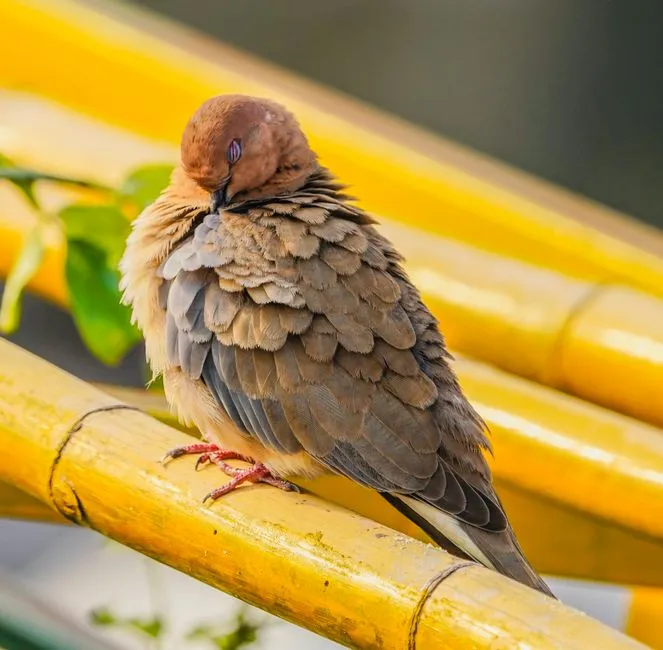 #6 - Sleeping or Roosting in View of You (Image Credits: Pexels)
