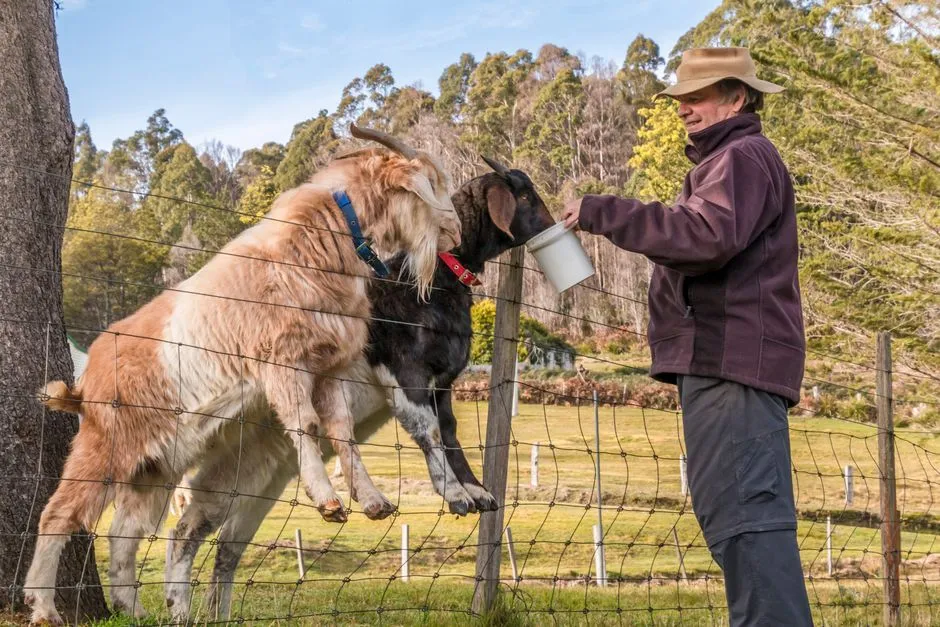 Living With Goats: What This Means For Everyday Care (Image Credits: Pexels)