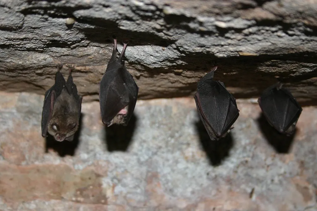 Adaptive Prey Selection (Jessicajil, Flickr, CC BY-SA 2.0)