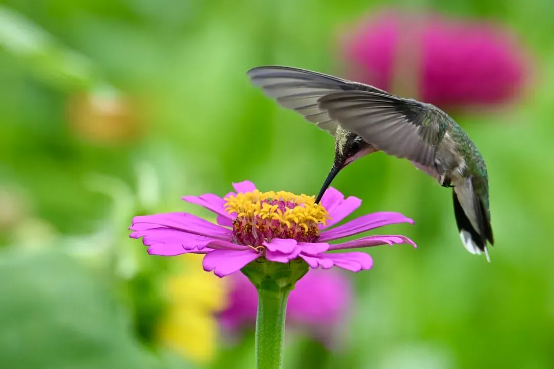 #4 - Purple Coneflower (Echinacea purpurea): The Double-Duty Plant That Feeds Hummingbirds Two Ways (Image Credits: Unsplash)