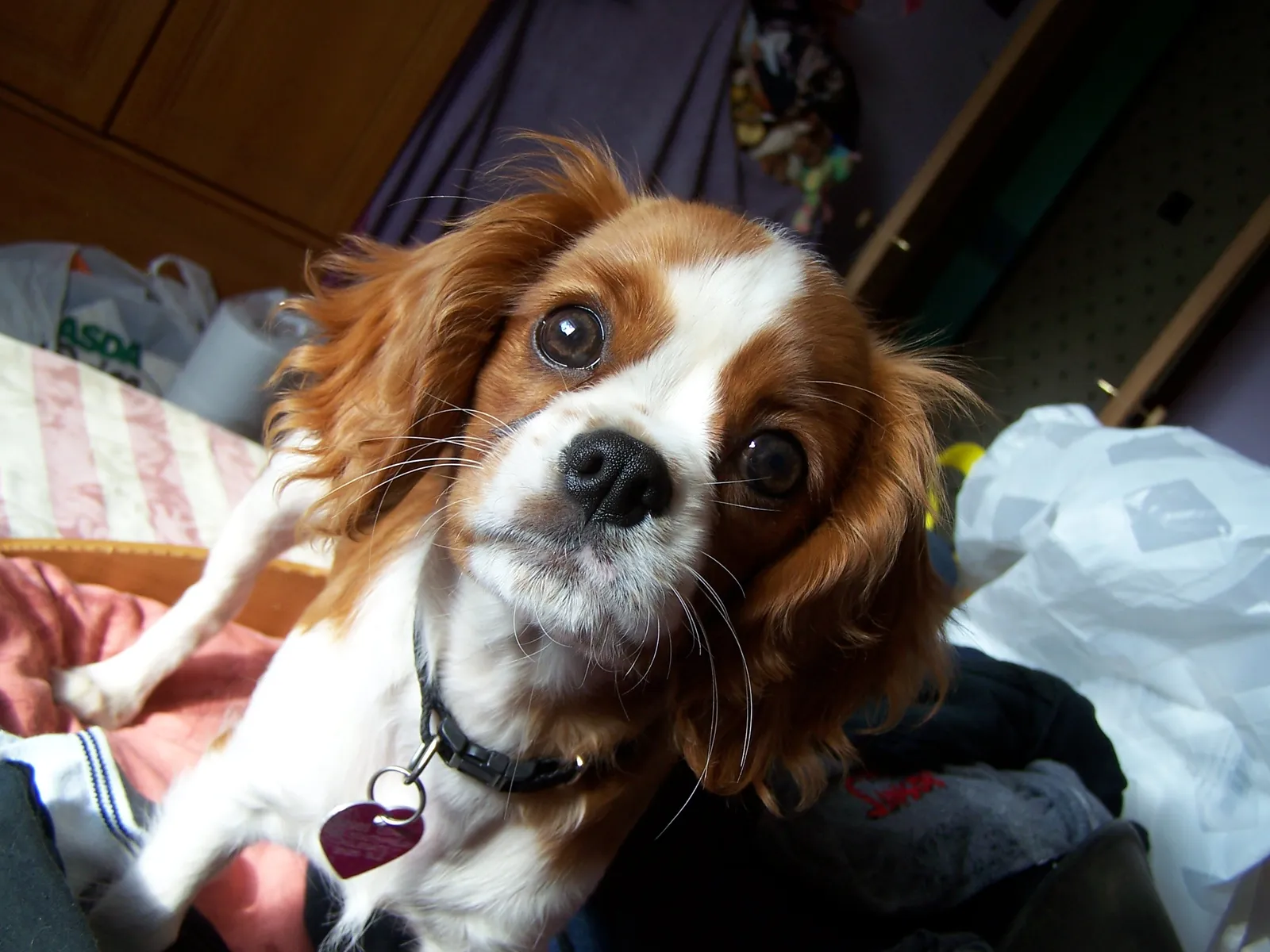 Cancer and the Cavalier King Charles Spaniel (Transferred from en.wikipedia to Commons., Public domain)