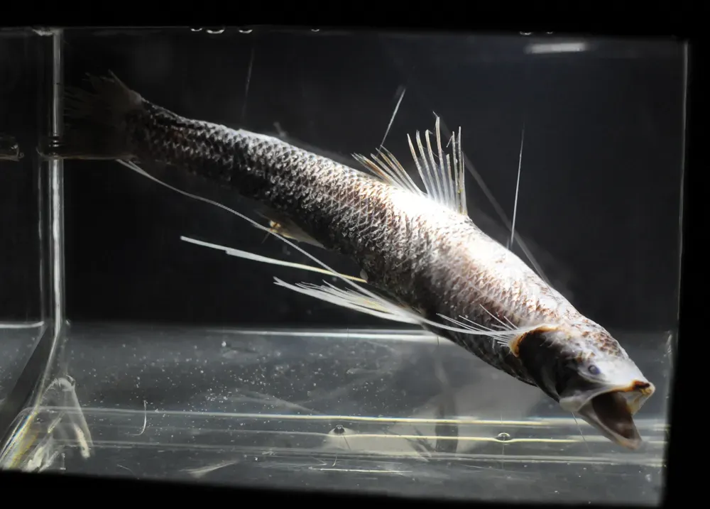 11. The Tripod Fish: Work Smarter, Not Harder (By This illustration was made by Citron
You must credit this&nbsp;: Citron / CC-BY-SA-3.0, CC BY-SA 3.0)