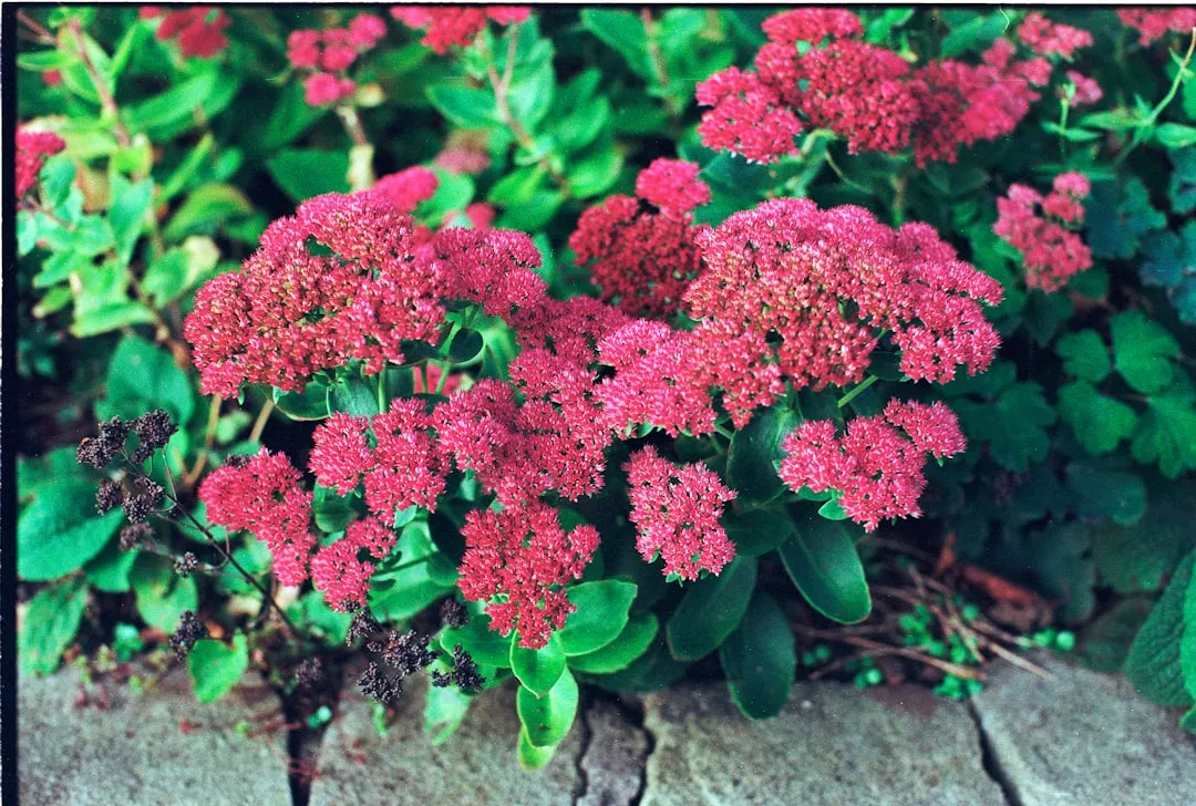 #10 - Pest Problems Usually Start With a Stressed Plant, Not a Bad Bug (Image Credits: Unsplash)