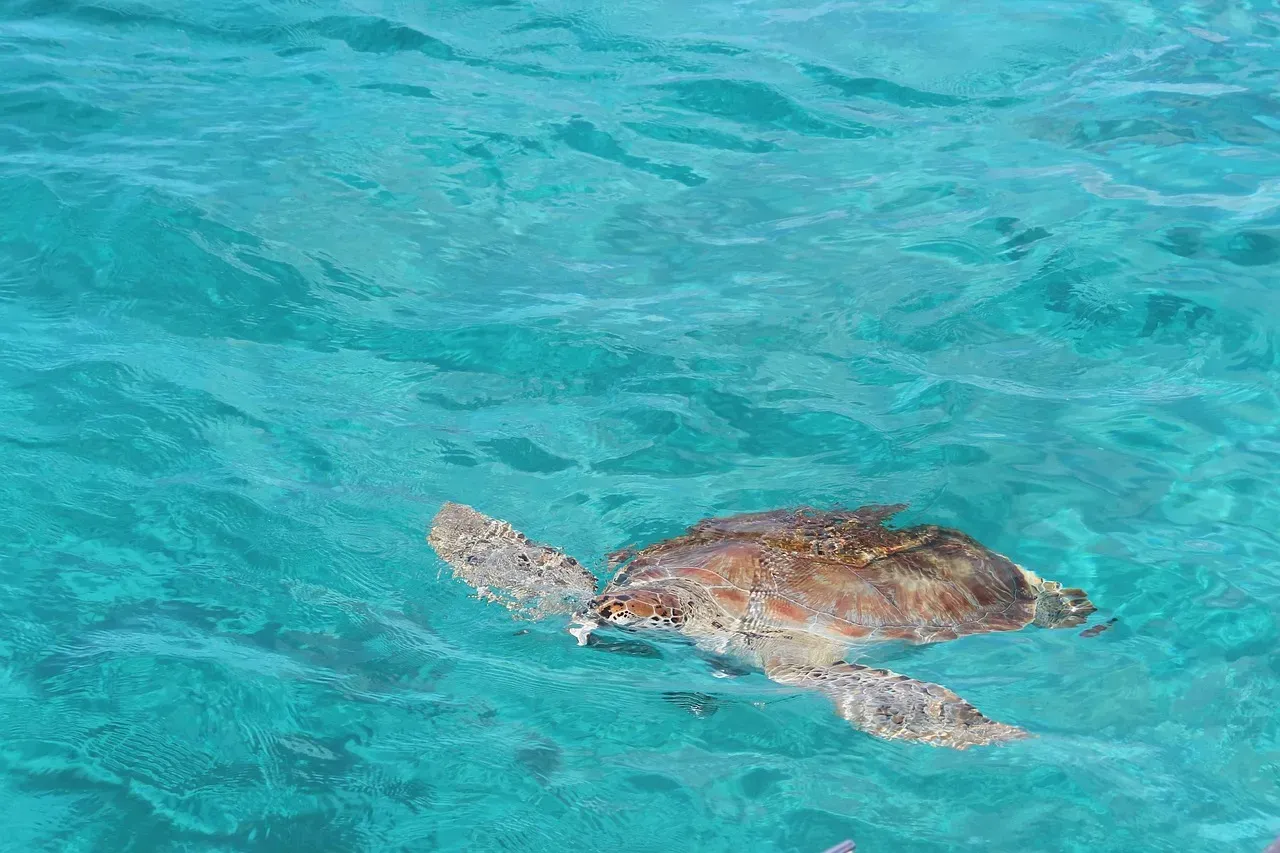 US Virgin Islands: Small Territory, Big Impact (Image Credits: Pixabay)