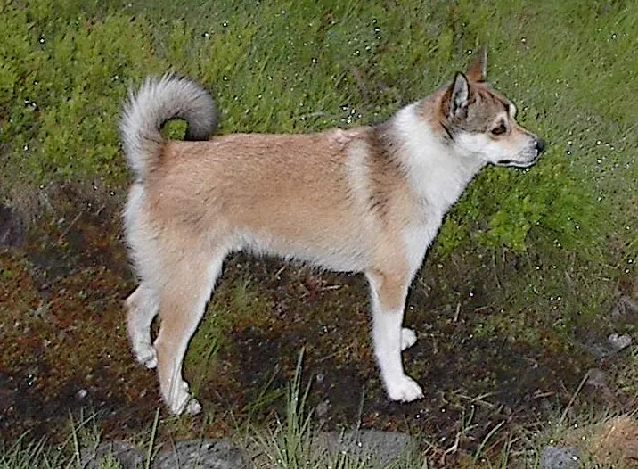 #10 - Norwegian Lundehund (By Karen Elise Dahlmo, CC BY-SA 3.0)