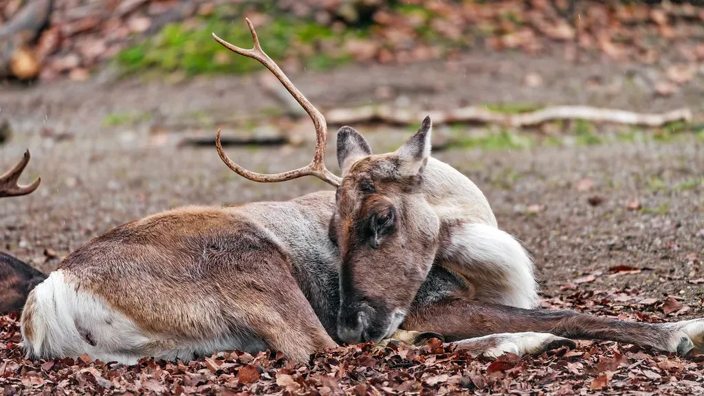 Female Grow Antlers Too - and That's Rare (Image Credits: Flickr)