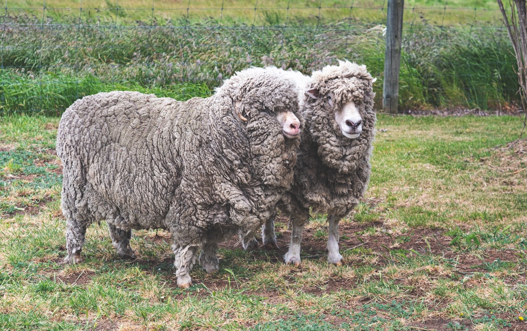 Sheep: The Woolly Patriots of Independence (Image Credits: Unsplash)