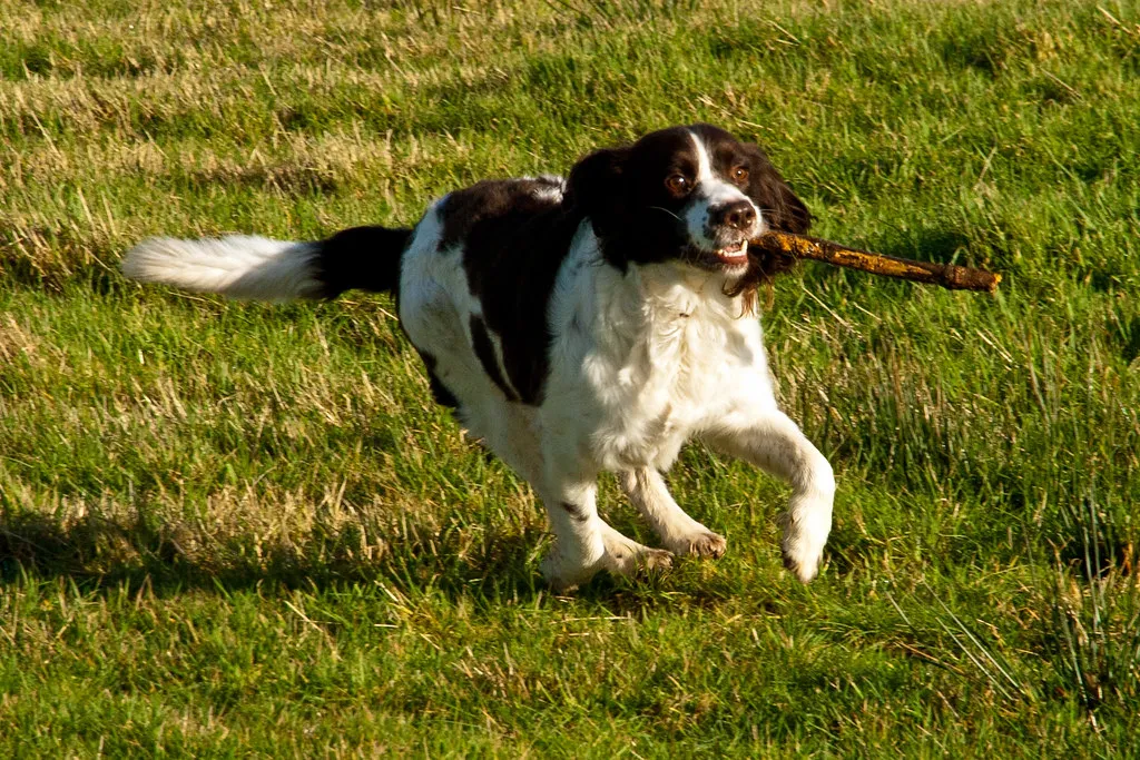 #15 - English Springer Spaniel (The Family Gun Dog That Quietly Left) (Billy McKechnie new kit and back photographing, Flickr, CC BY-SA 2.0)