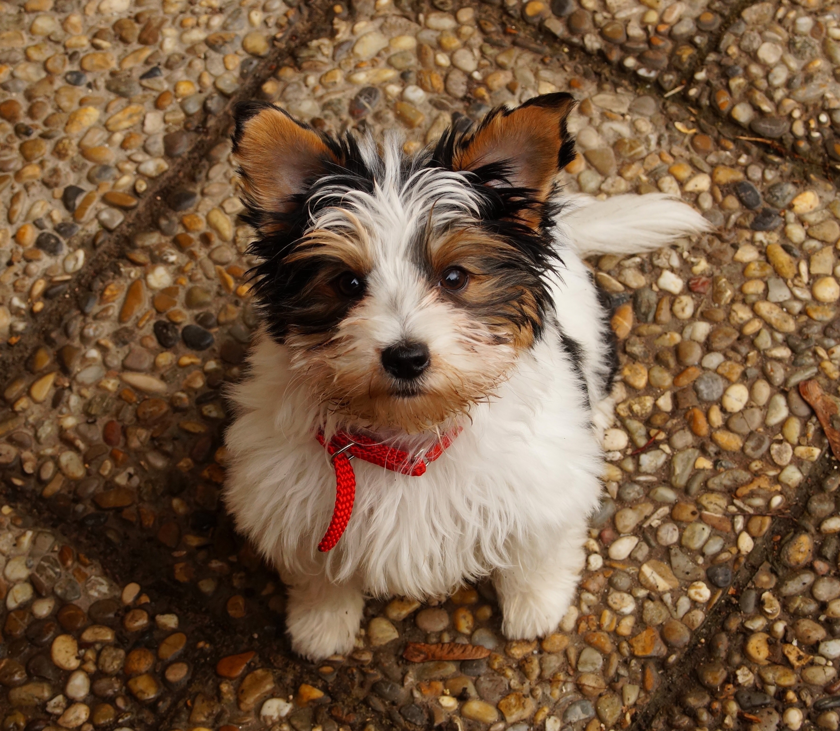 Biewer Terrier - The Colorful Charmer (Image Credits: Wikimedia)