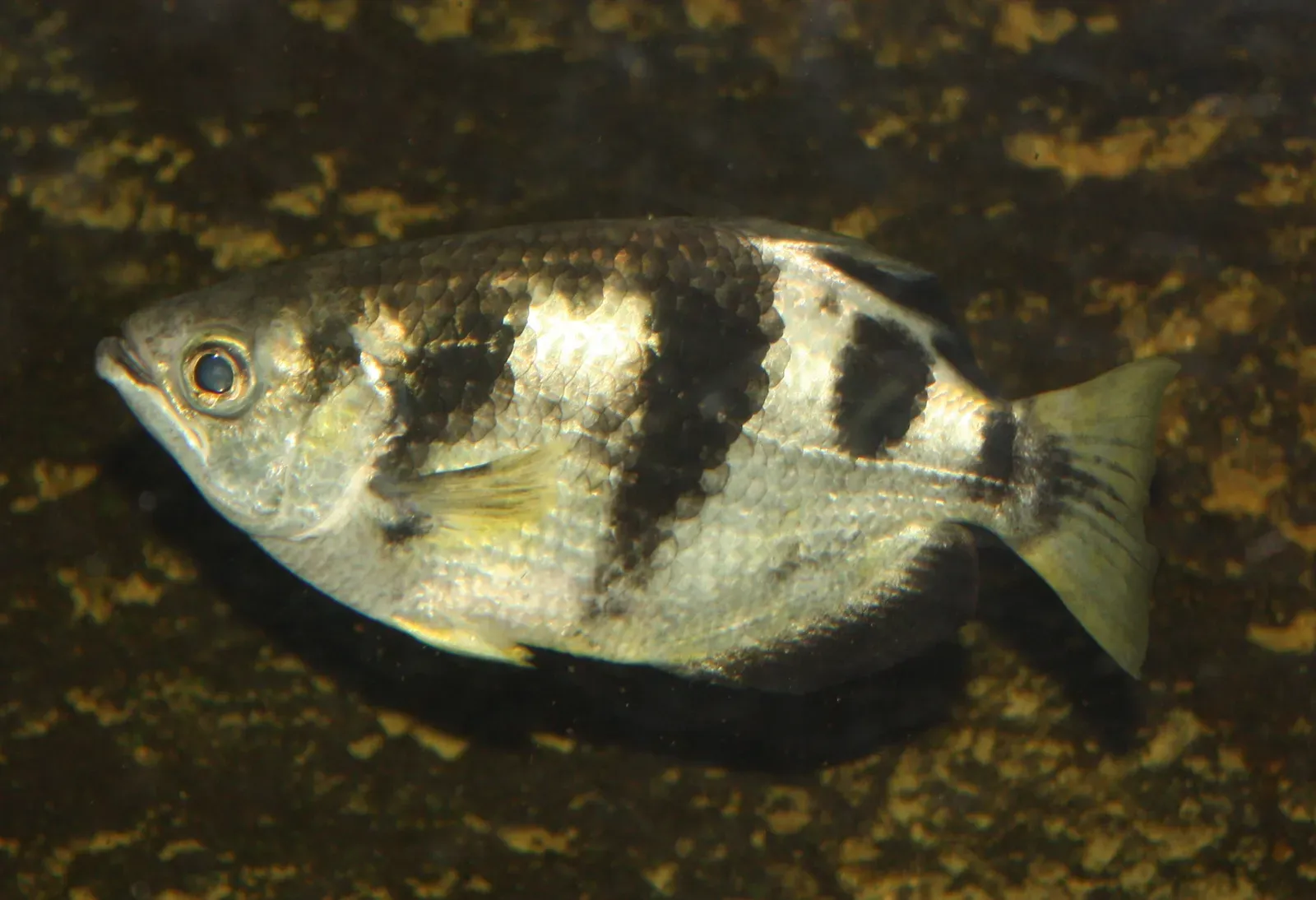 Archerfish: Spitting Bullets of Water (Image Credits: Wikimedia)