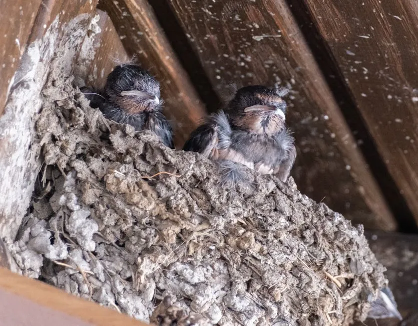 #27 - House Martin: Empty Nests on Eaves Tell the Story (Image Credits: Pexels)