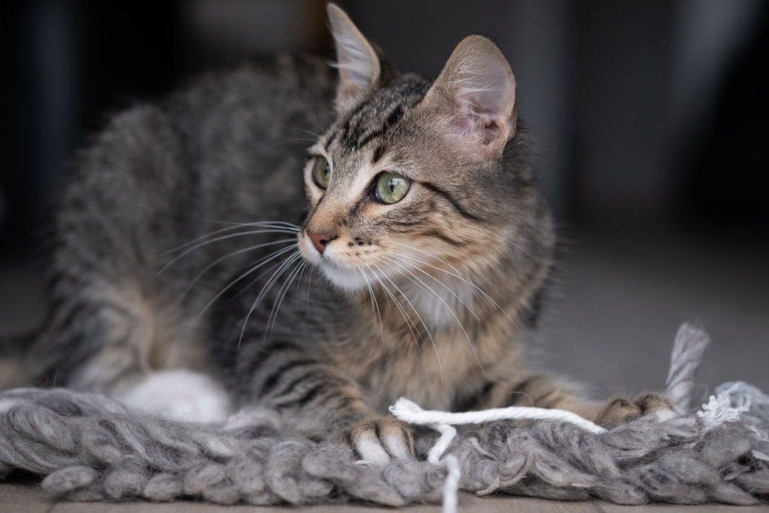 String, Yarn, and Ribbon (Image Credits: Unsplash)