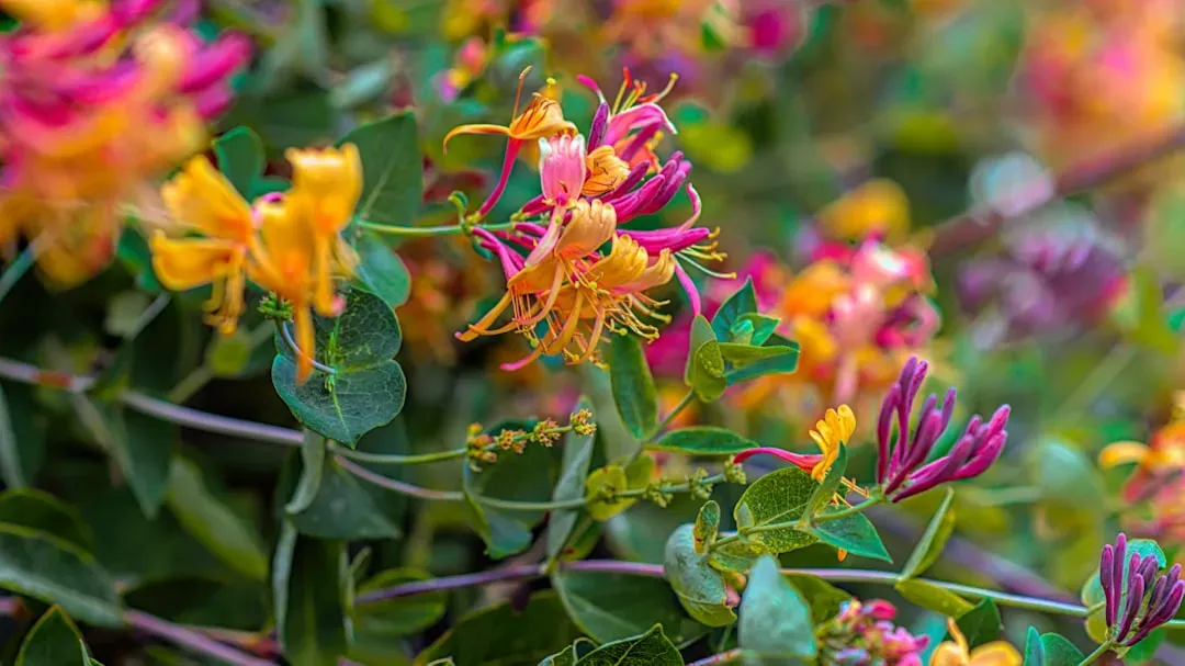 #3 &ndash; Honeysuckle: The Vining Classic That Creates Vertical Corridors (Image Credits: Unsplash)