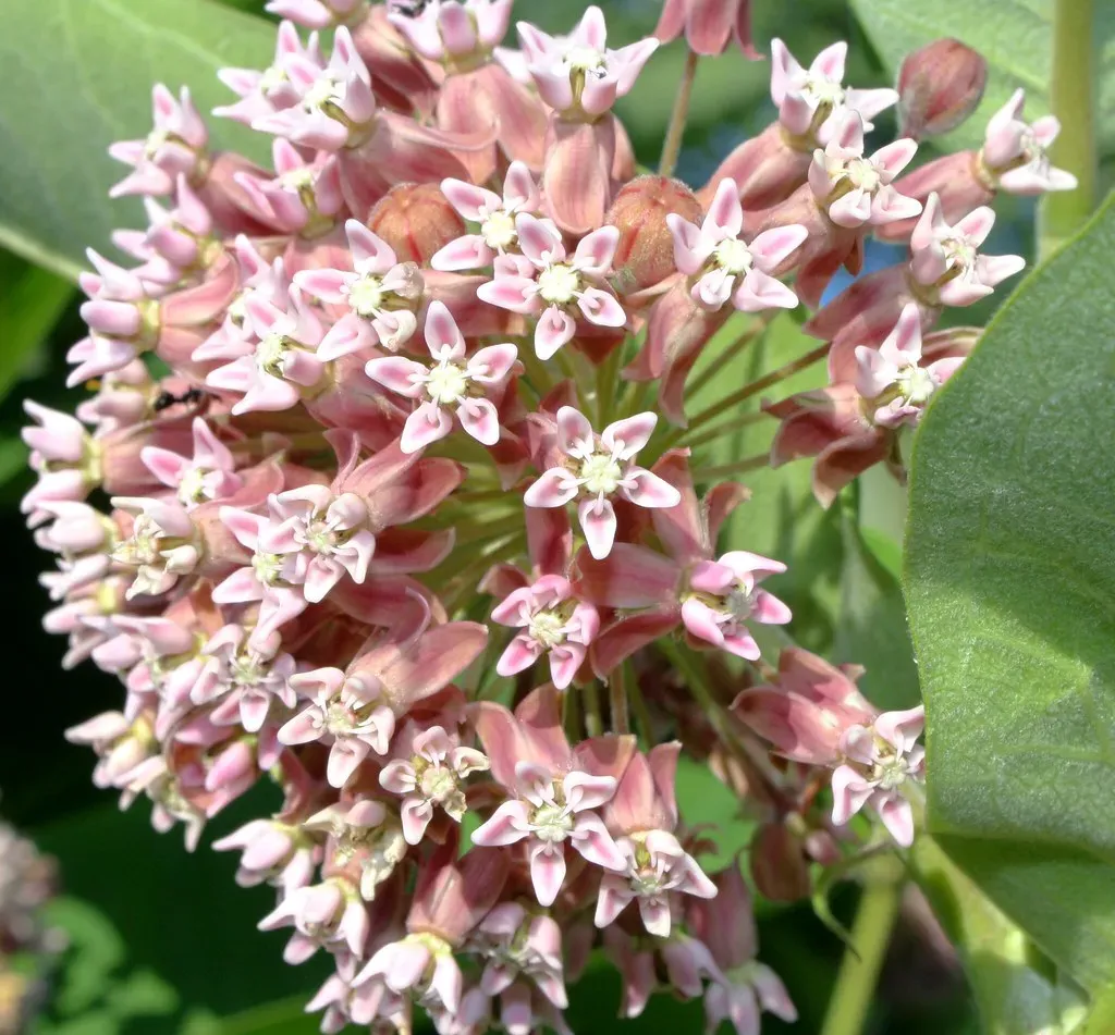 Milkweed (Asclepias) (Beverly Pearl, Flickr, CC BY-SA 2.0)
