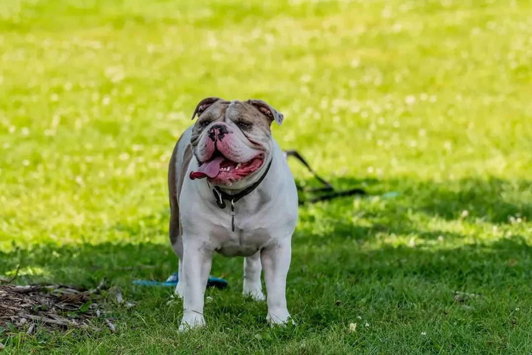 2. English Bulldog (Image Credits: Unsplash)