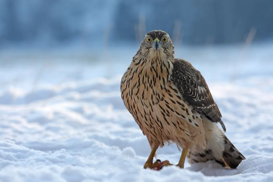 6. Northern Goshawk &ndash; The Forest Fighter Jet (But Not a Speed Addict) (Image Credits: Pexels)