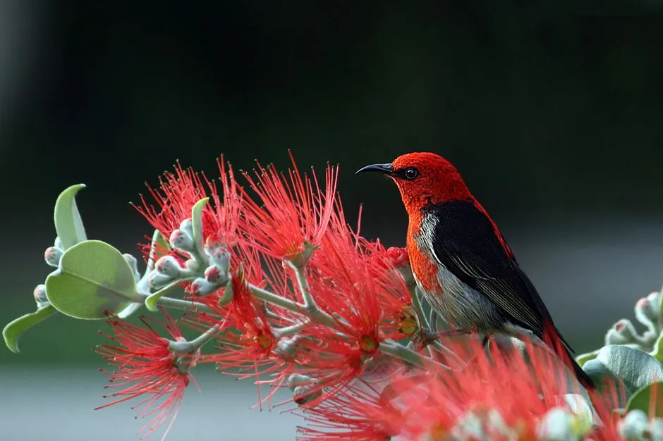‘Apapane: The Restless Red Voice of Hawaiian Forests (Image Credits: Pexels)