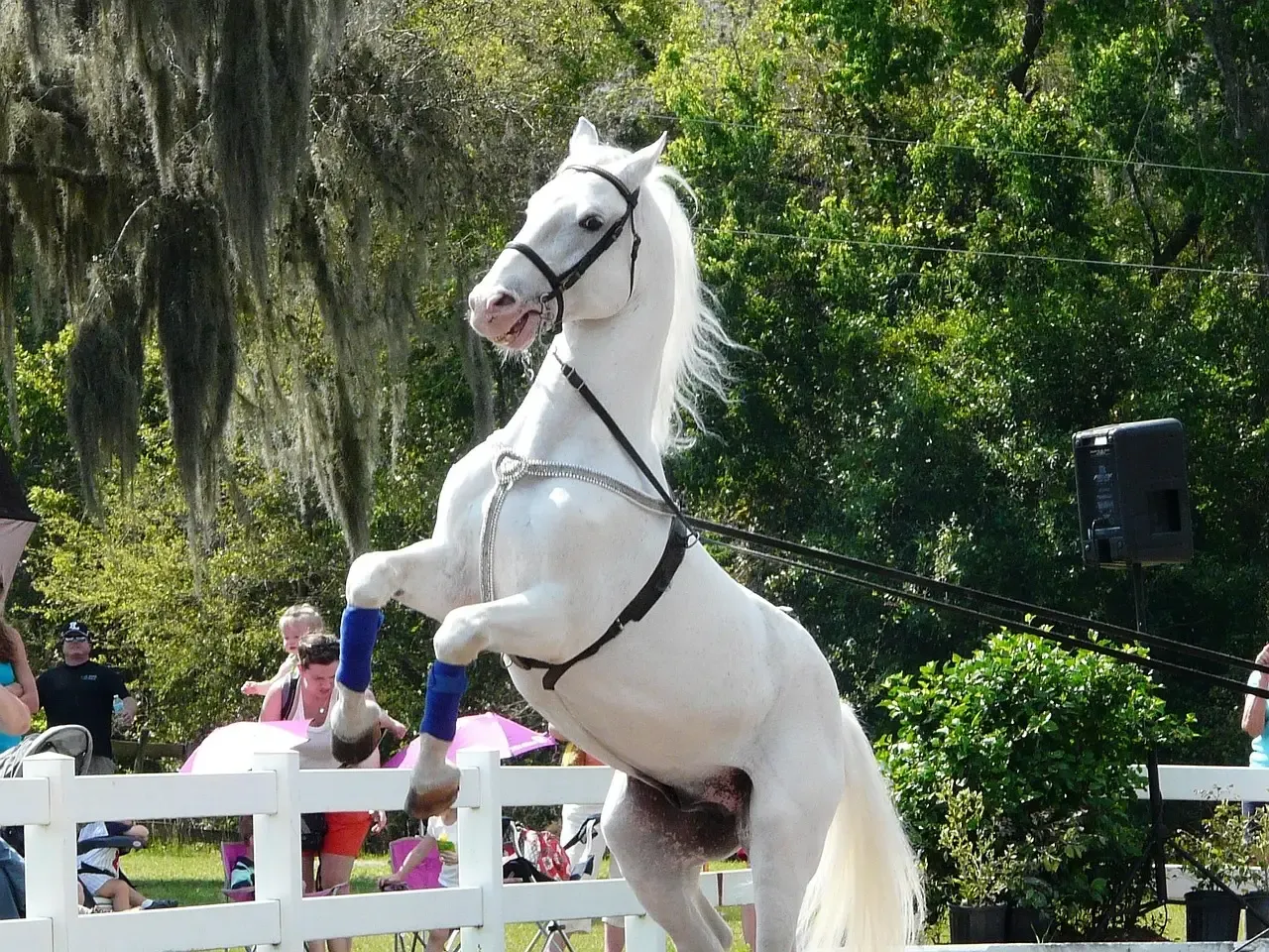 #14 - Lipizzaner (Image Credits: Pixabay)