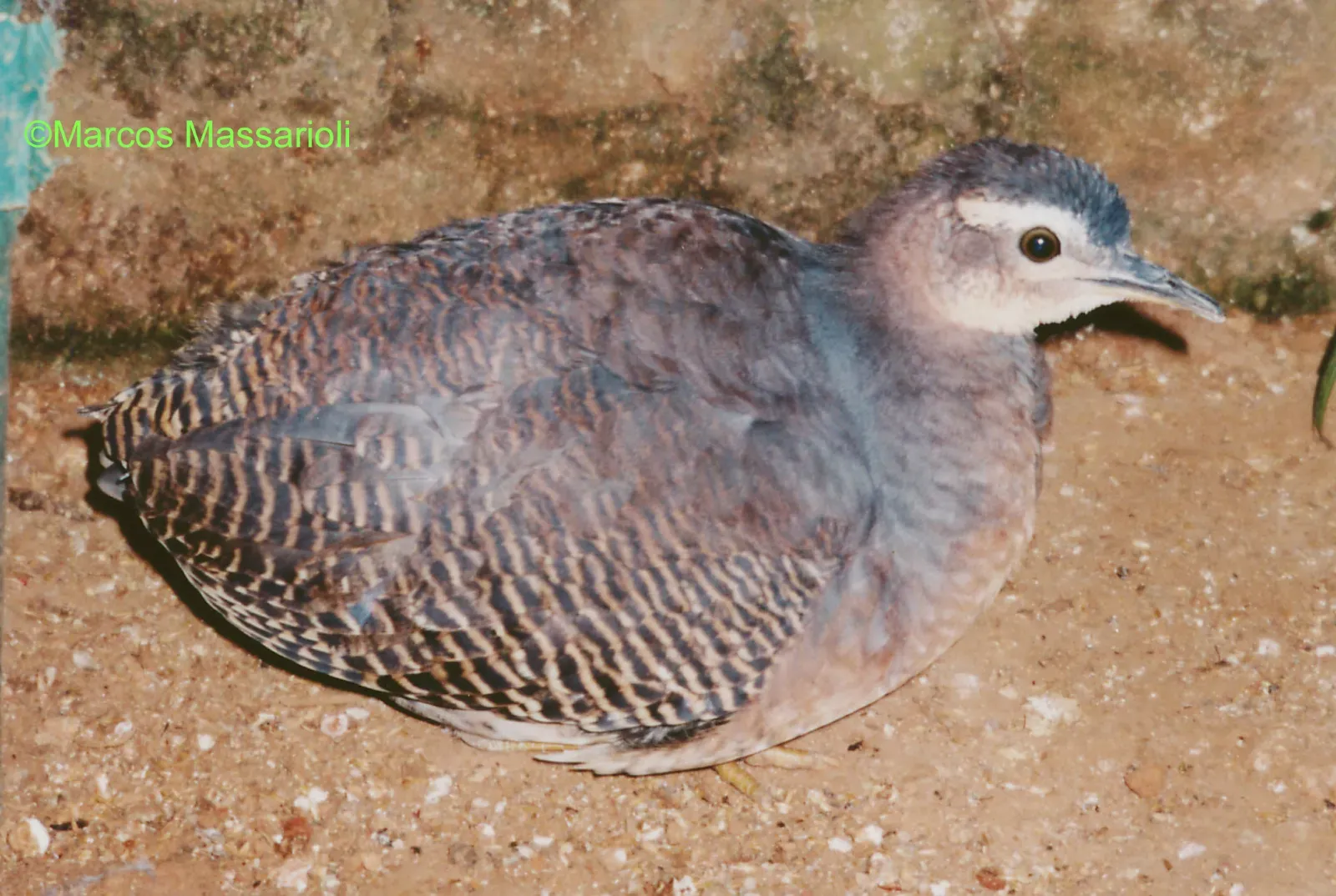 12. The New Tinamou Species (Tinamus resonans) (Image Credits: Wikimedia)