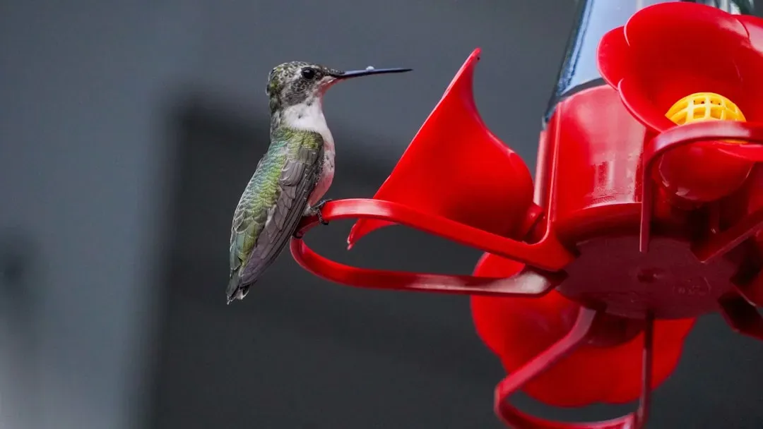 Not Cleaning the Feeder Regularly Enough (Image Credits: Unsplash)