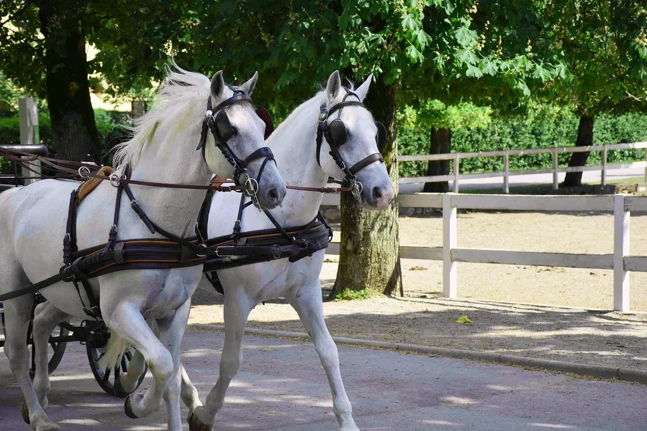 #12 &ndash; Lipizzaner: Centuries of Breeding That Demand Equal Patience (Image Credits: Pixabay)