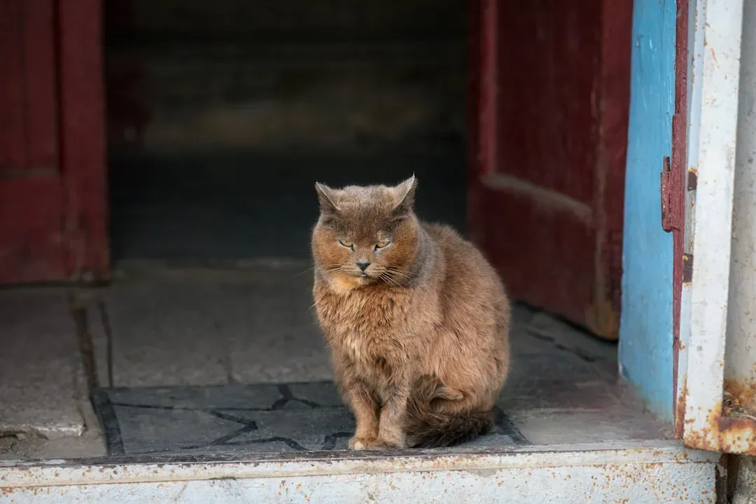 Gifts Appear on Your Doorstep or Porch (Image Credits: Unsplash)