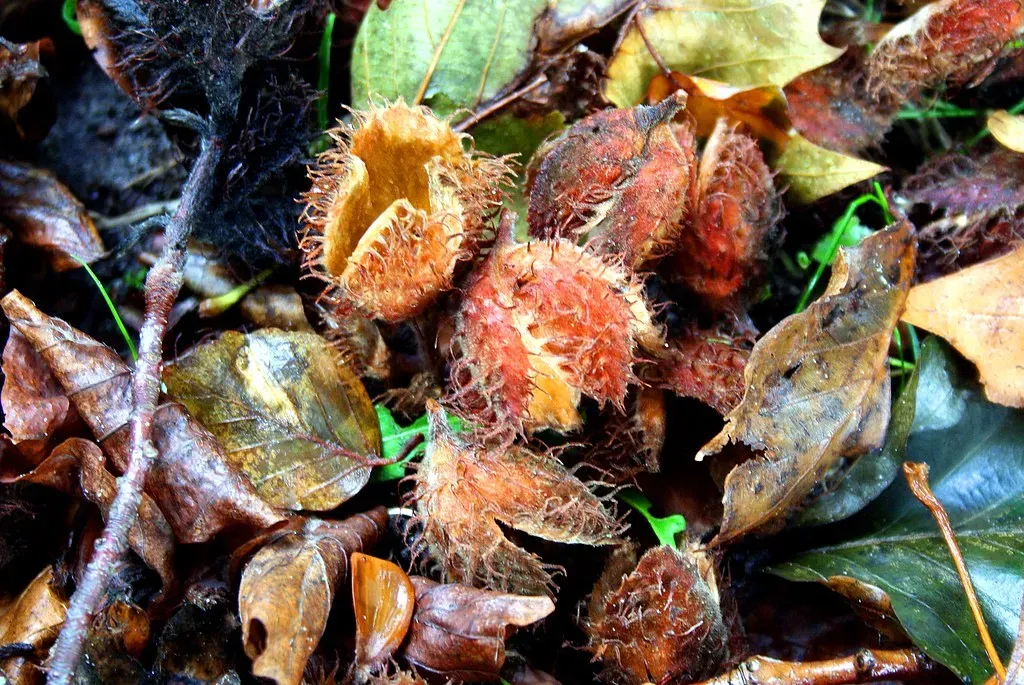 3. Beechnuts (Annelieke B, Flickr, CC BY-SA 2.0)