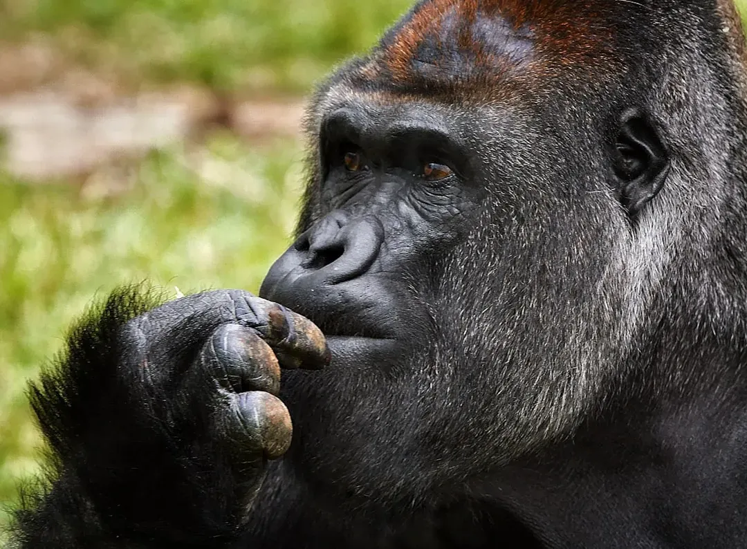 Koko the Gorilla and the Sign Language Controversy (Image Credits: Unsplash)
