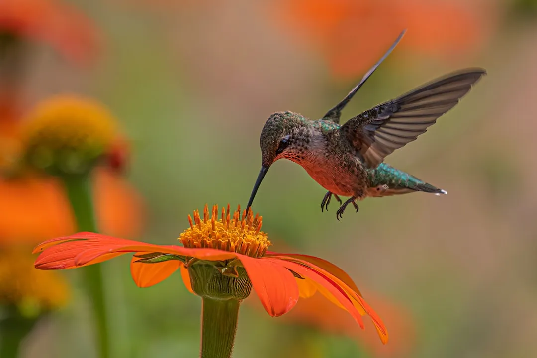 #12 - Flowers Help Them More Than Any Feeder Ever Will (Image Credits: Unsplash)