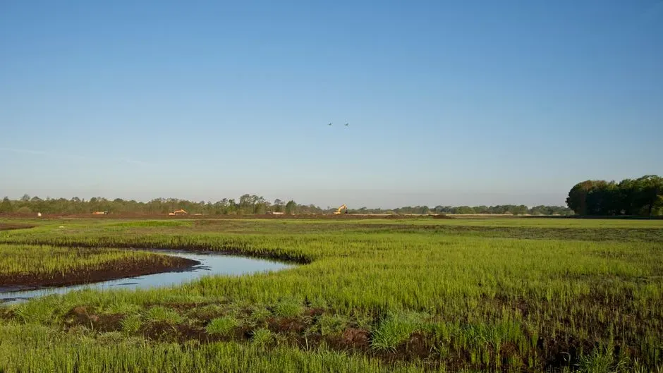 Conservation Efforts: A Race Against Time (Image Credits: Pexels)
