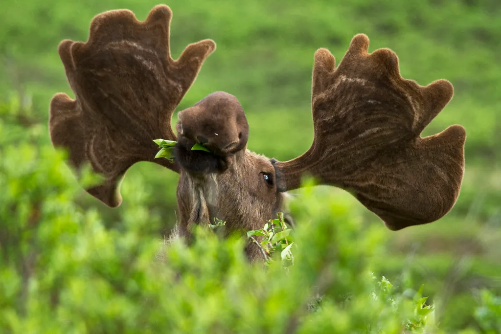 2. Never Try to Squeeze Around It or Sneak Past in the Brush (DenaliNPS, Flickr, CC BY 2.0)