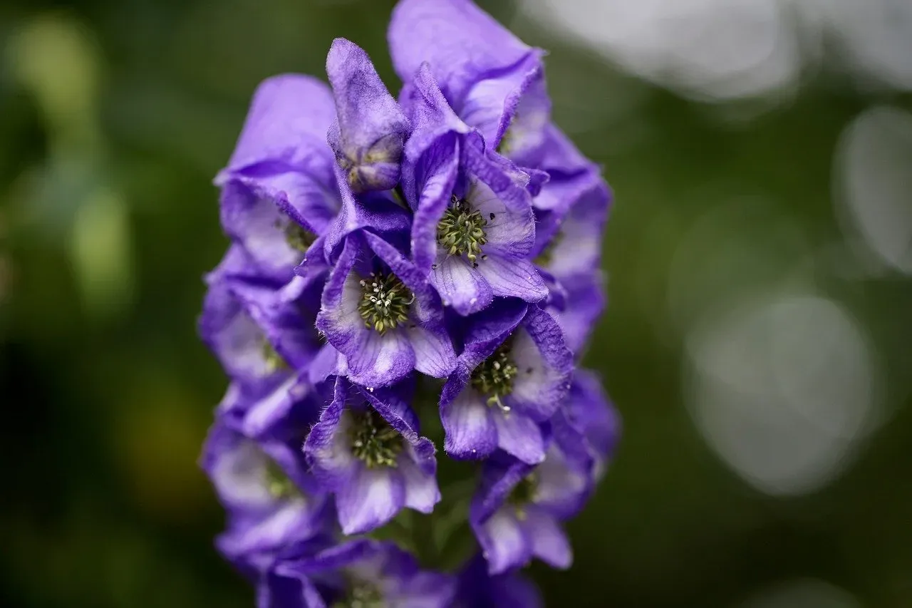 The Deceptively Beautiful Ones: Foxglove, Lily of the Valley, and Oleander (Image Credits: Pixabay)