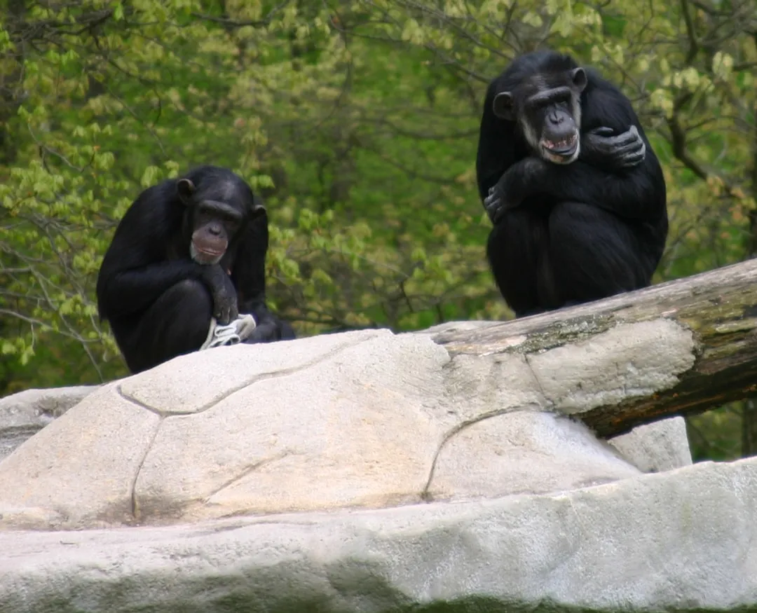#6 - Chimpanzees Remember Old Friends for Decades (Image Credits: Unsplash)