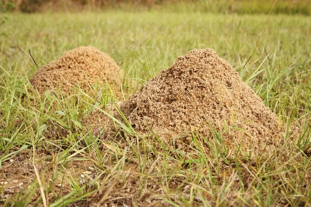 Ants Building Mounds (Image Credits: Rawpixel)