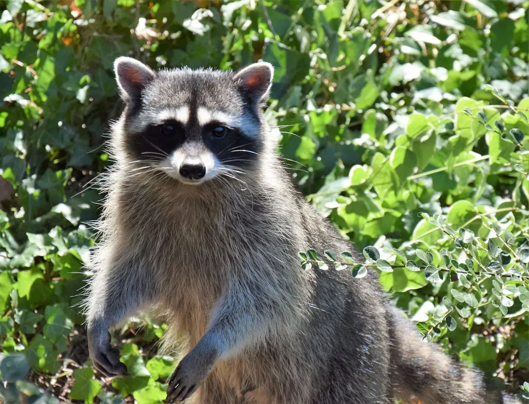 Raccoons Are Far Smarter Than Anyone Gives Them Credit For (Image Credits: Unsplash)