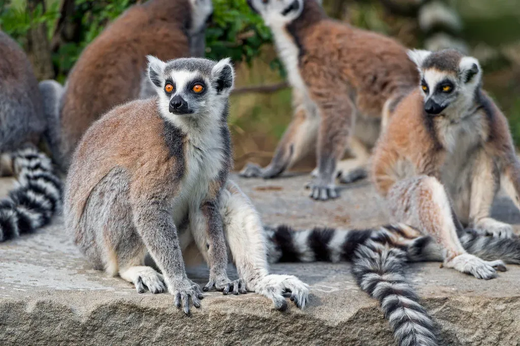 They're Solitary but Not Anti-Social (Image Credits: Flickr)