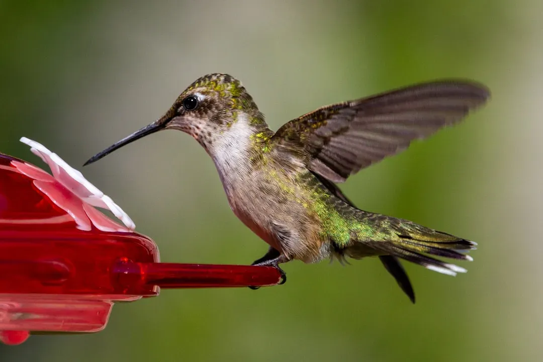 #4 - Hang Multiple Feeders Far Apart to Defeat Territorial Bullies (Image Credits: Unsplash)