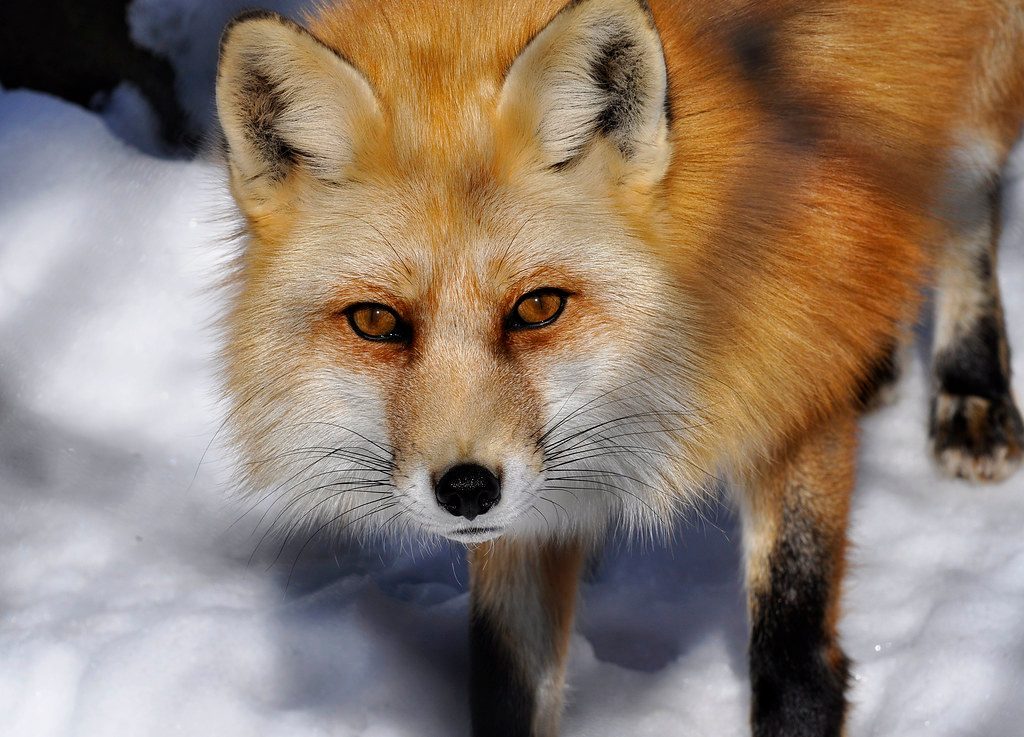 Michigan's Widespread Fox Presence (Image Credits: Flickr)
