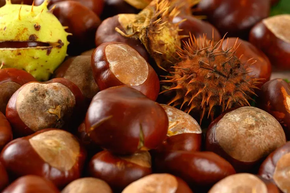 8. Sweet chestnuts (Image Credits: Pexels)